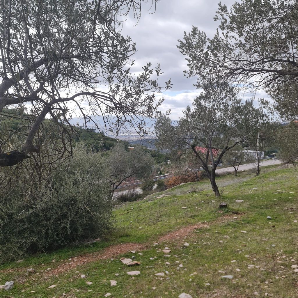 ERDEMLERDEN BORNOVA KAYADİBİNDE KÖŞE PARSEL KUPON TARLA