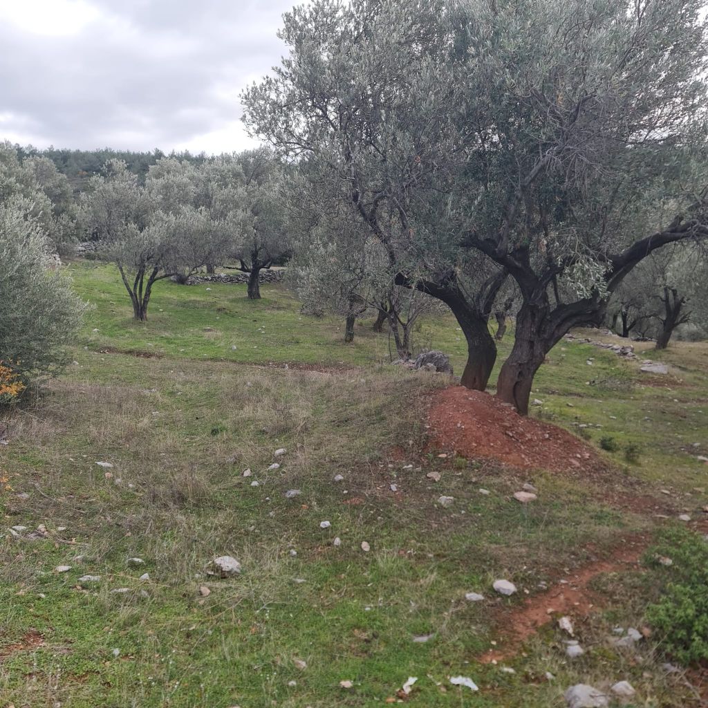ERDEMLERDEN BORNOVA KAYADİBİNDE KÖŞE PARSEL KUPON TARLA